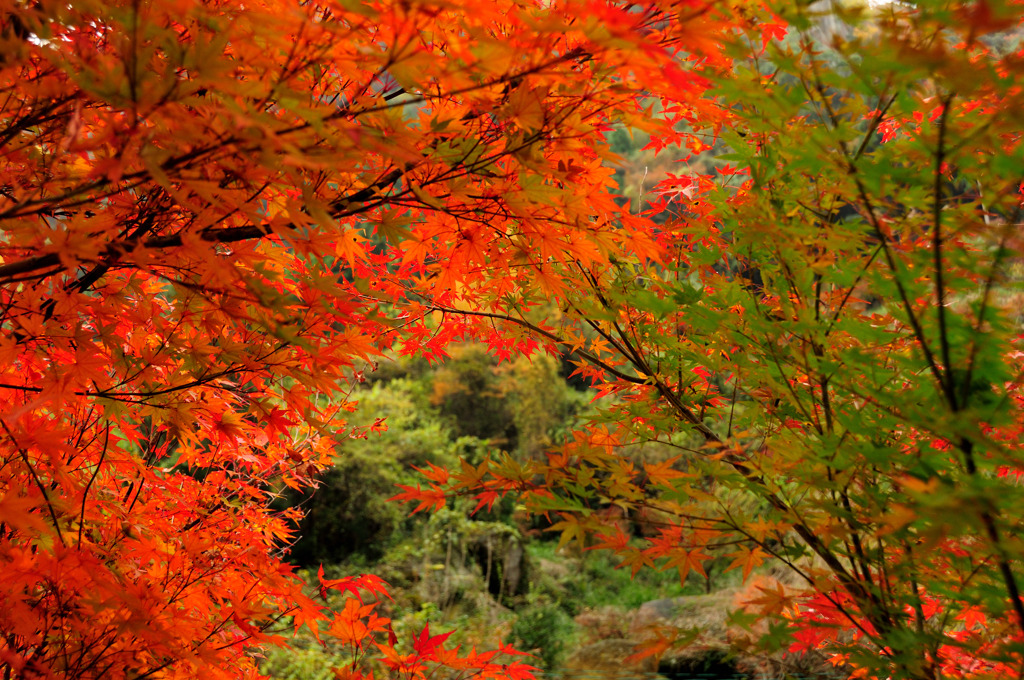 紅葉