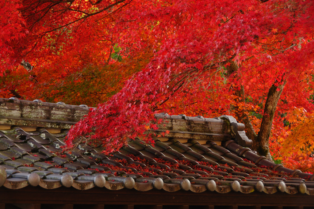 紅葉日陰