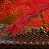 紅葉日陰