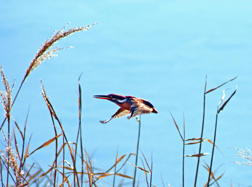 あっちの川へ行っちゃえ