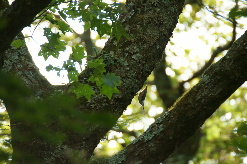 赤城大沼湖畔にて