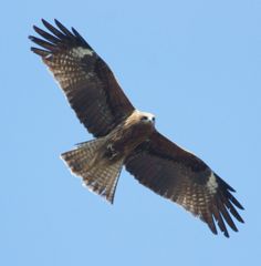 鳶・がん見