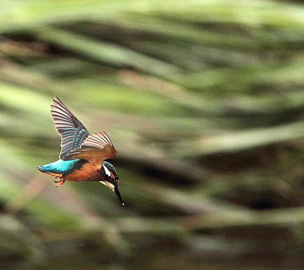 お魚見っけ!。