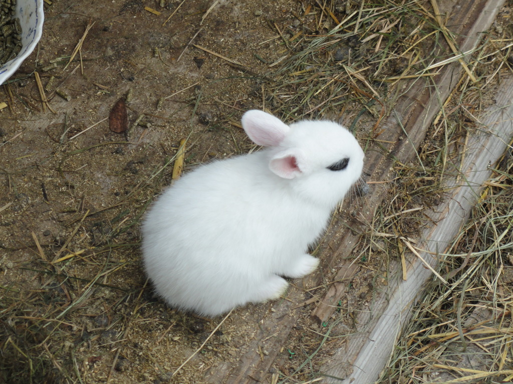 アイシャドウ兎