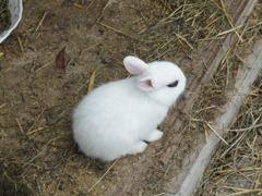 アイシャドウ兎