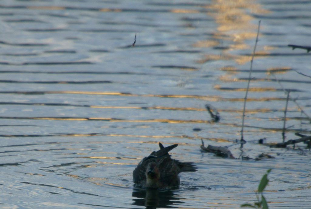 釣り針の恐怖2釣り針が絡んでます。