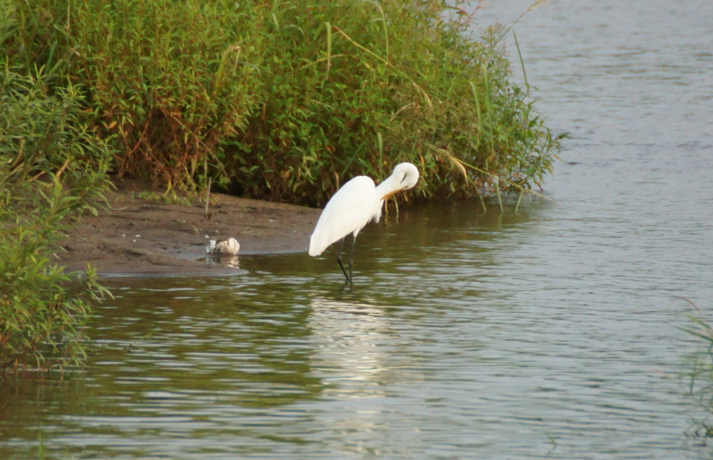 ニッケルチタン製