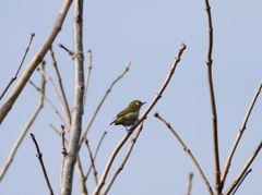 春の鳥は僕だよ！