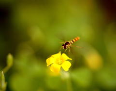 小さな花と蜂