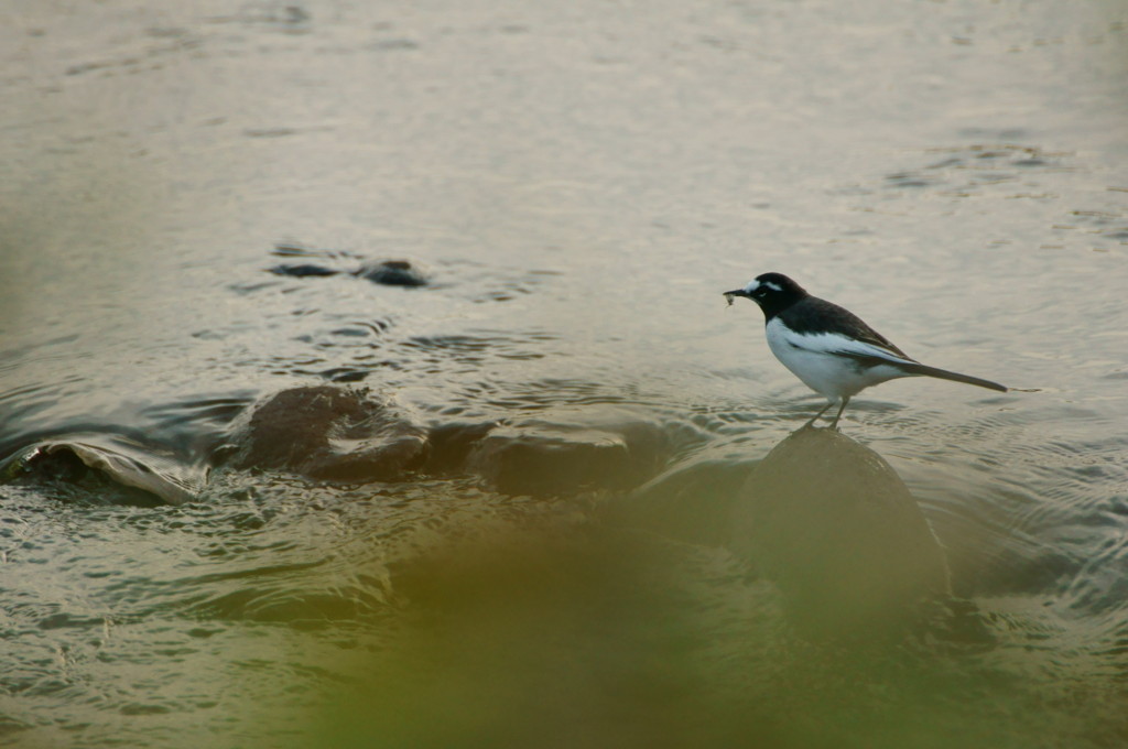セグロセキレイ・捕食(初です)
