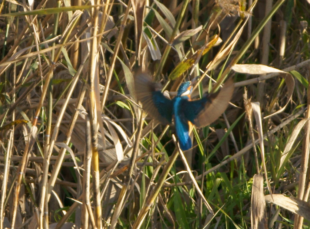 カワちゃん演技終了