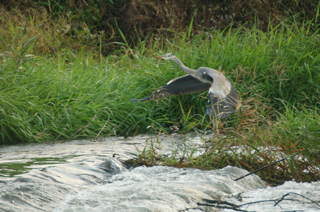 アオサギは転調が早い