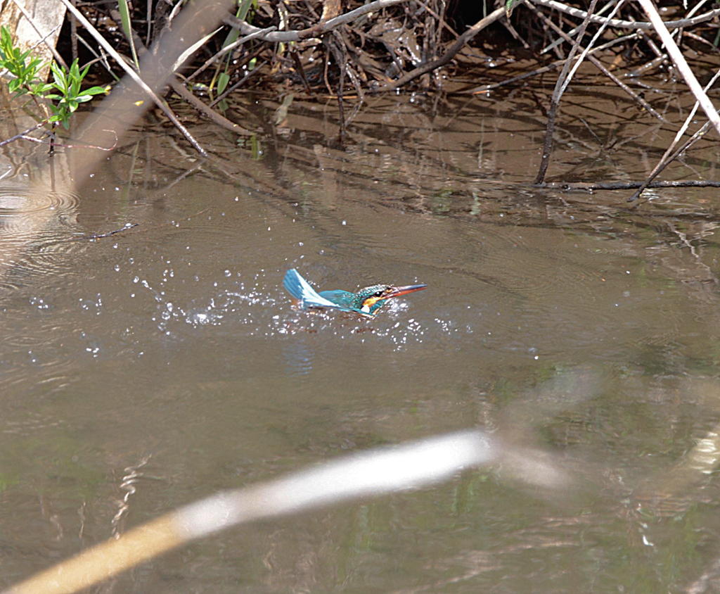 魚をくわえていてくれたら^^;