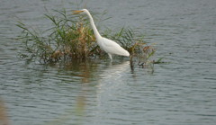 何か食べてます?
