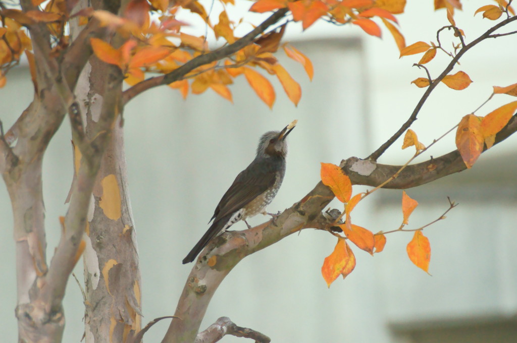 獲ったぞー・でも餌じゃないんじゃない