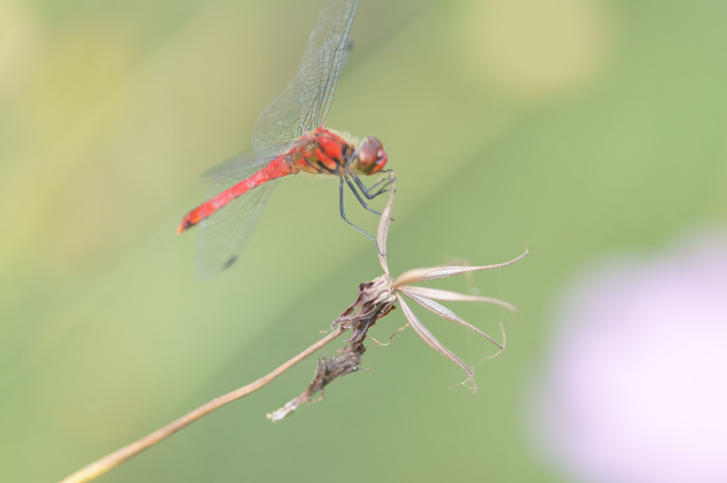 赤とんぼ