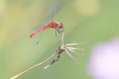 赤とんぼ