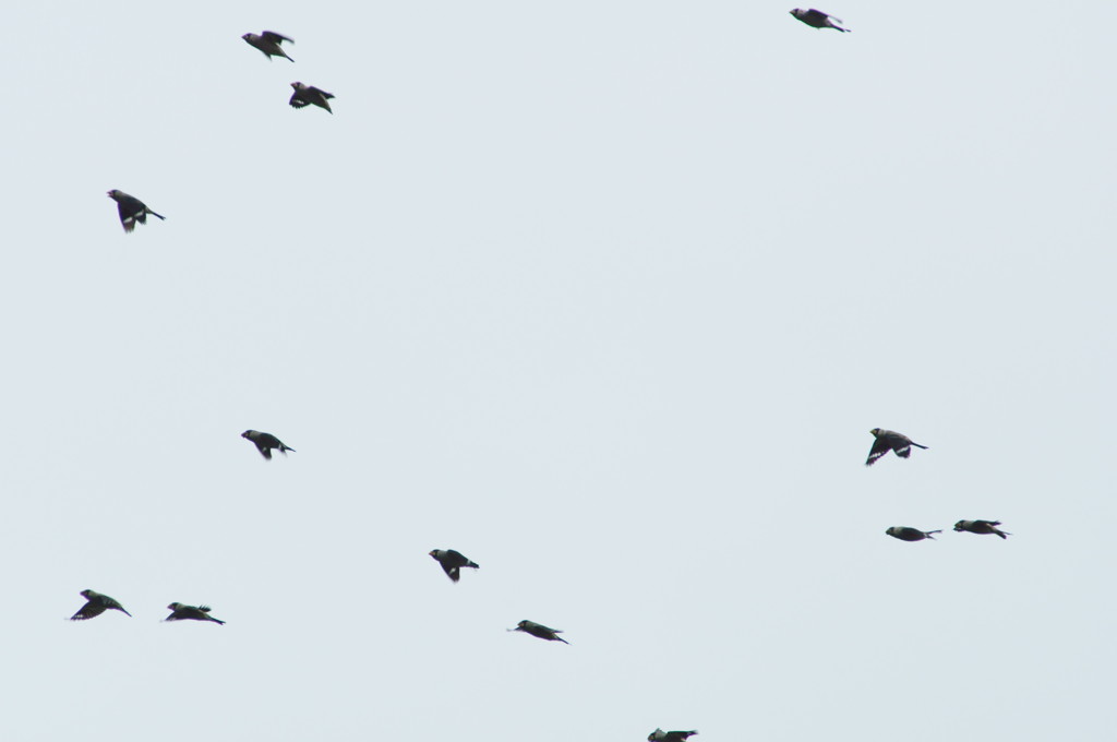 久しぶりの青空
