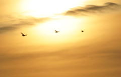 朝日を背に受けて