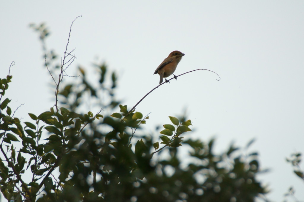 枝は折れないの