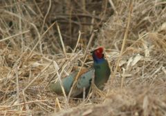 雉も鳴かずば撮られまいに！