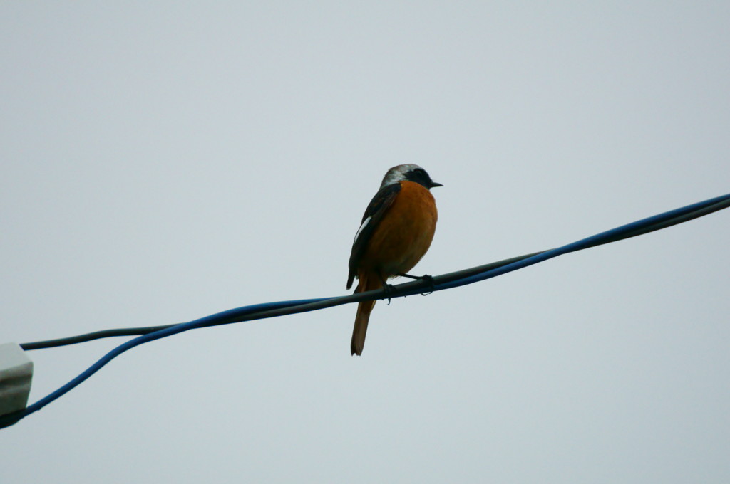 すずめと思いきや２