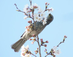 チェリーキッス