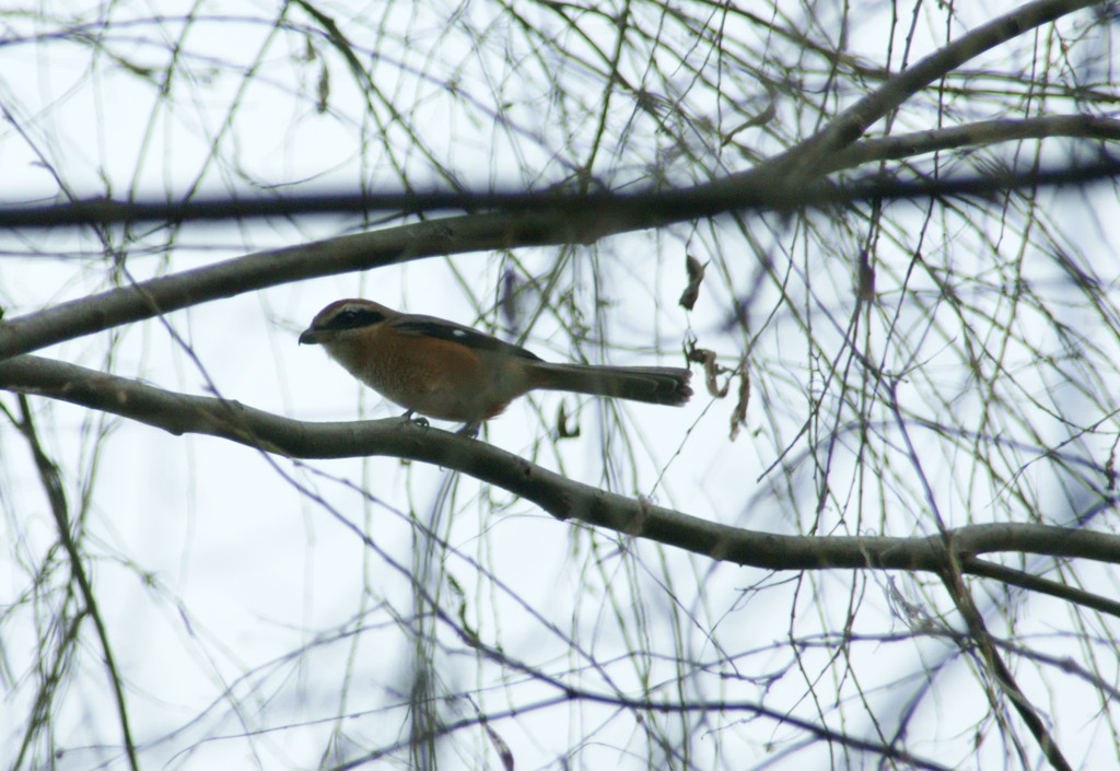 またモズで済みません。