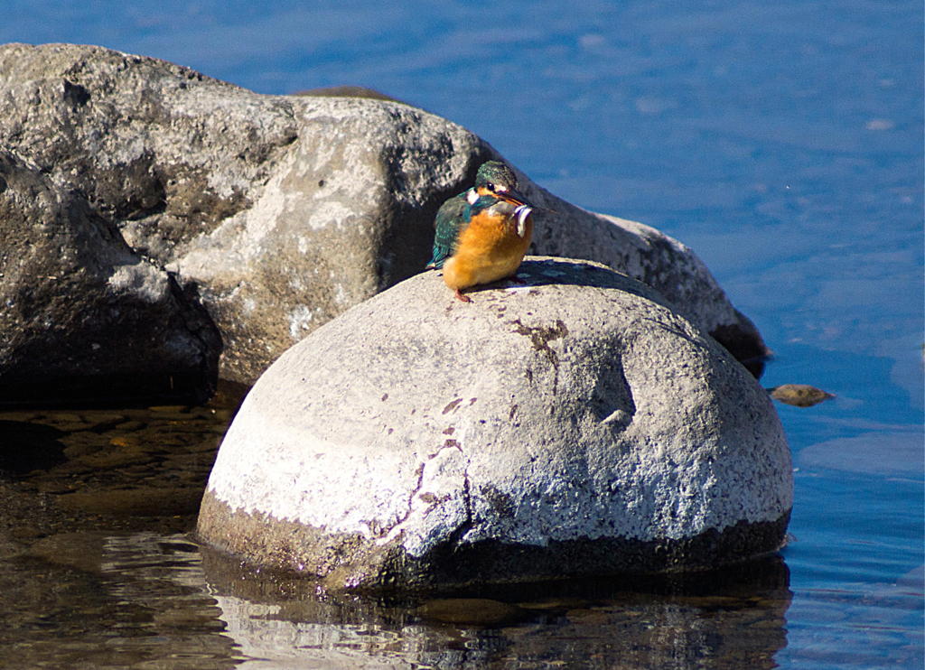 この子はテクニシャン(??)。