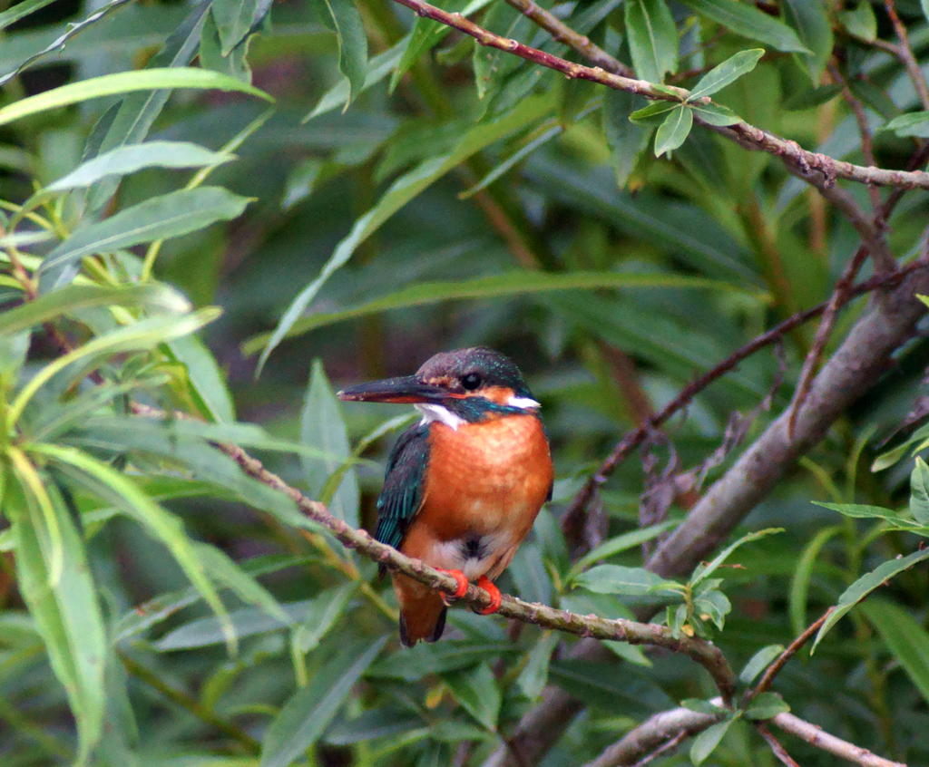 雛見たいのにお母さんでした~^^!。