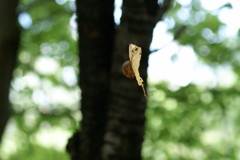 空飛ぶ木の葉