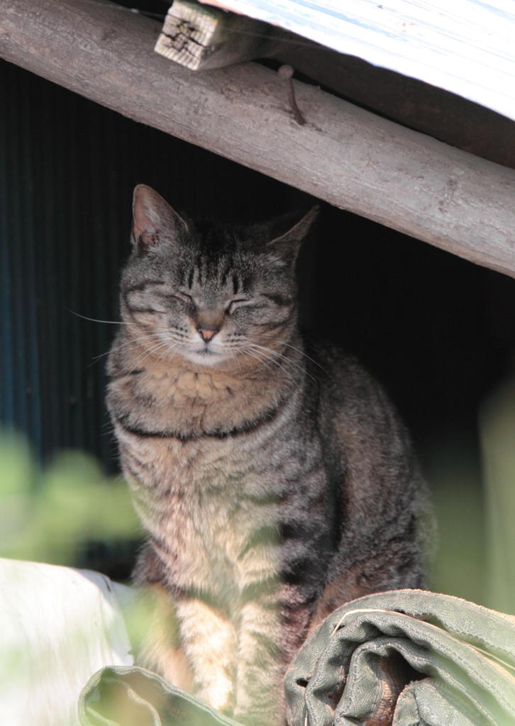 猫地蔵