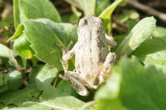 母のお墓の住人