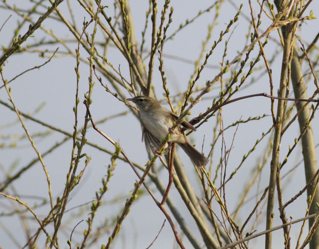 僕が春の鳥です。