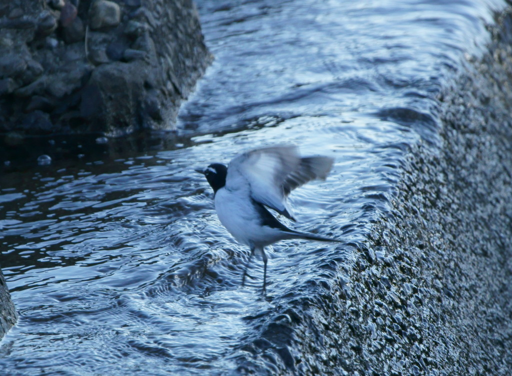 水辺での威嚇