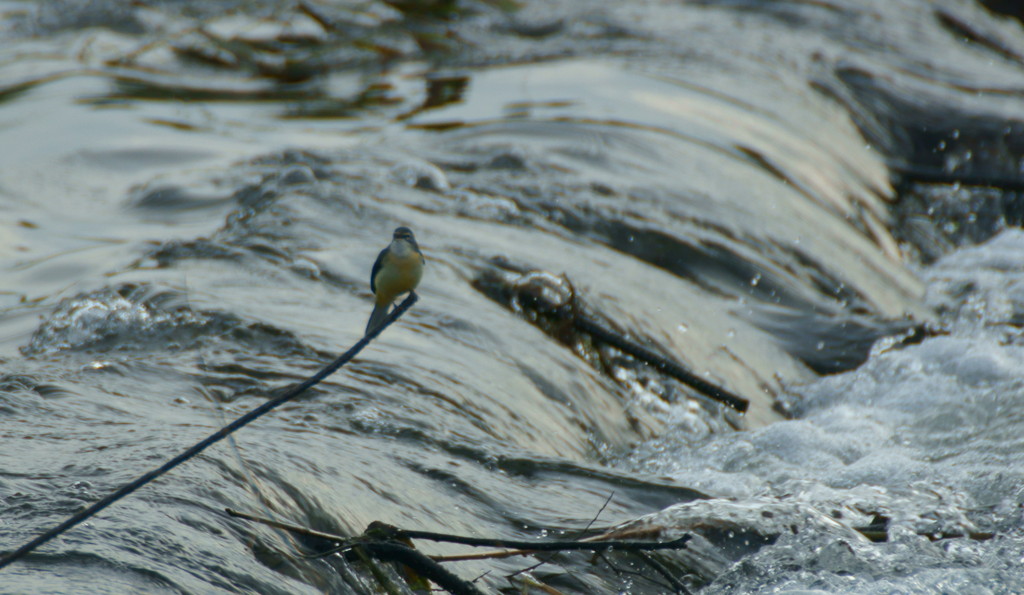 鳥は突端が好き
