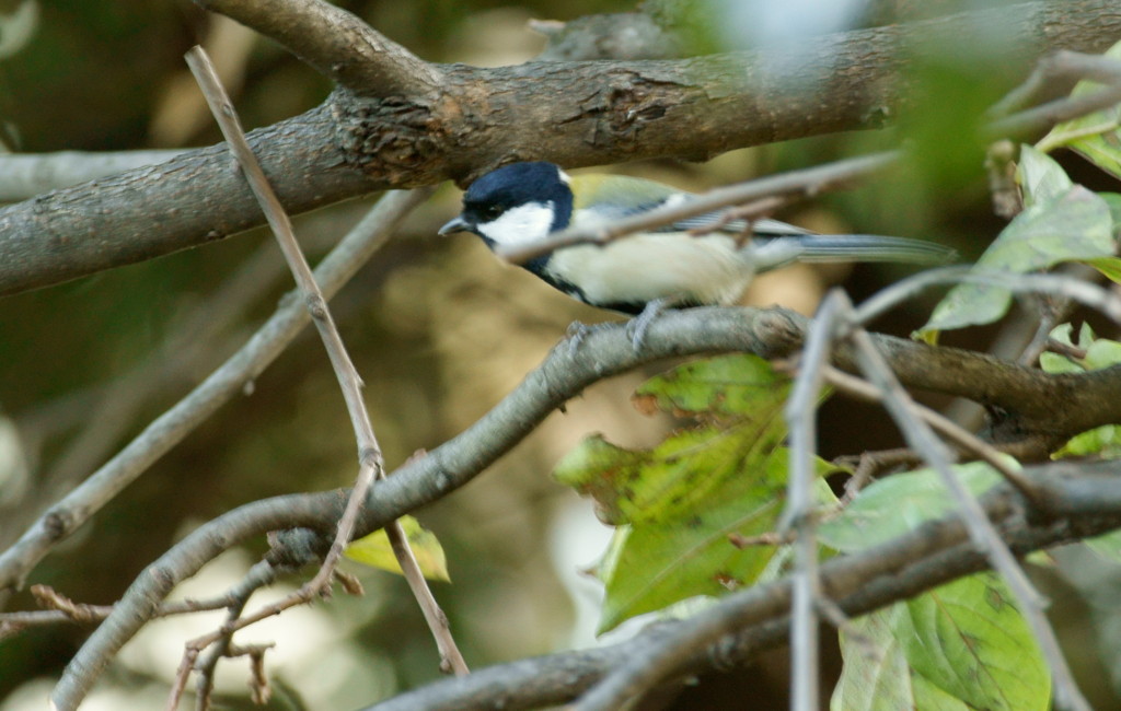 庭にシジュウカラが