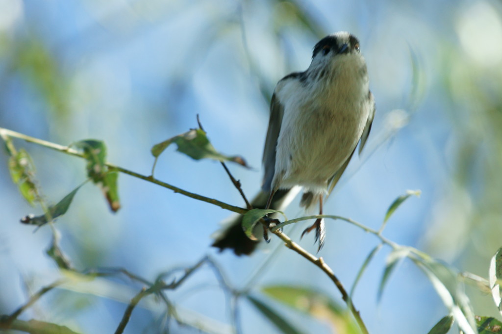 エナガ・ダイブ