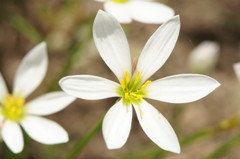 レンズを換えてみました