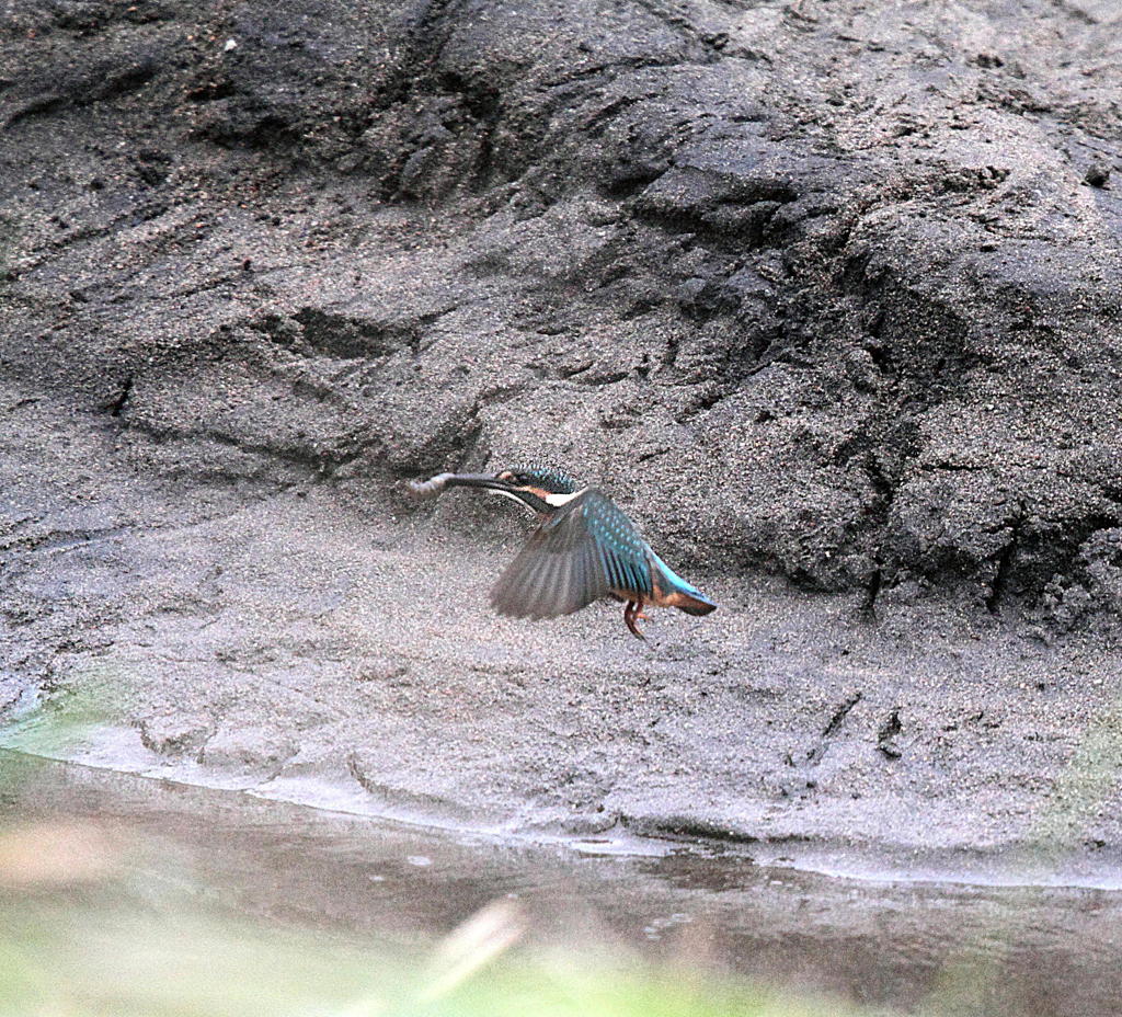 チビカワ地上で捕食4