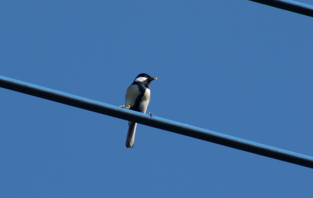 コッペパンみたい