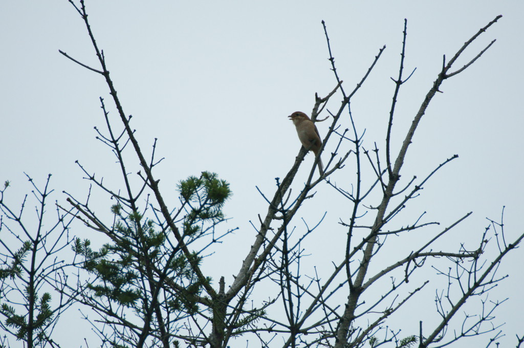 樹上のモズ