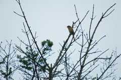 樹上のモズ