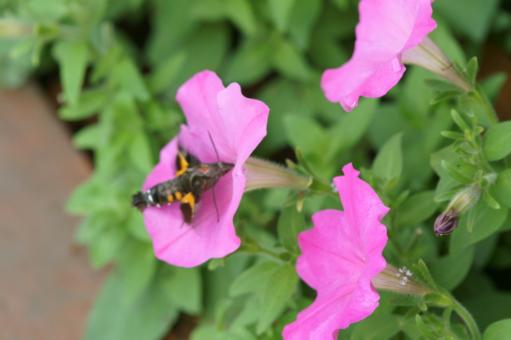 早くてピンボケ