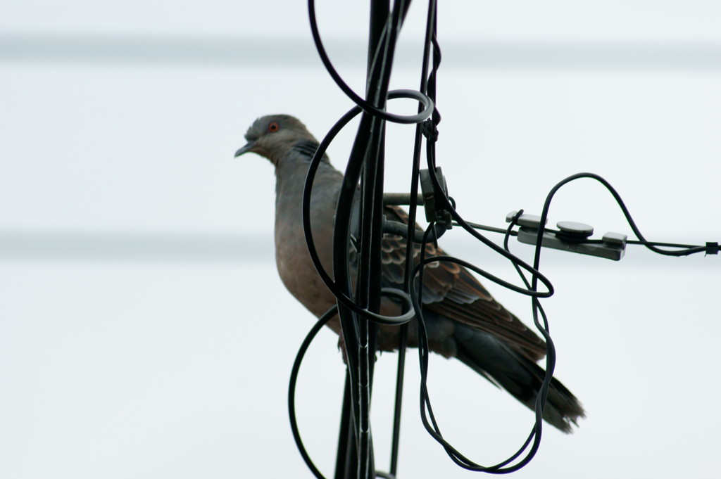 凛々しいキジバト