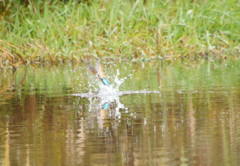 カワセミ初捕食シーン？
