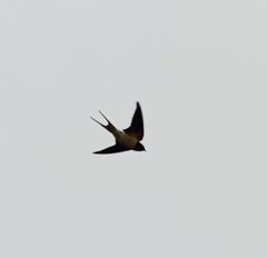 ツバメの飛翔