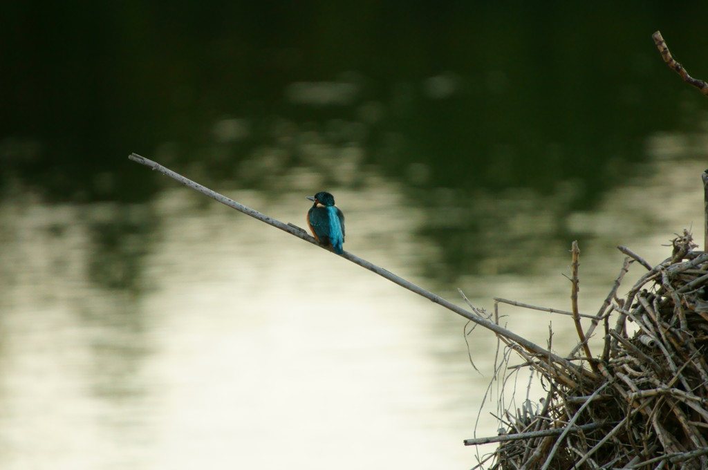 青いマフラー付けてます