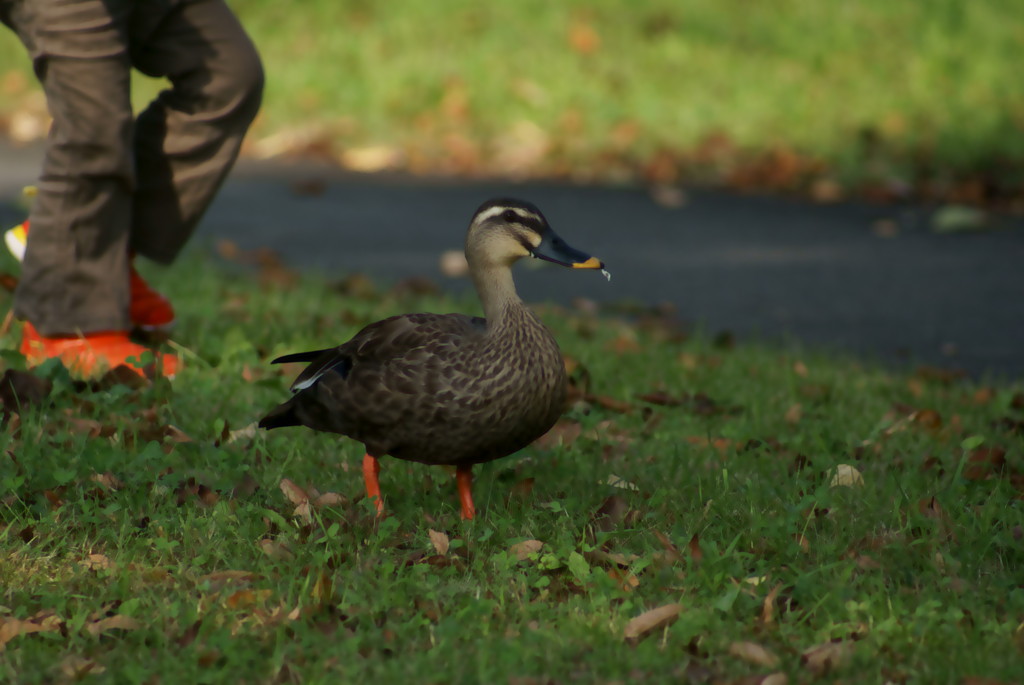 ついて来やがれ