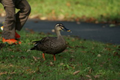 ついて来やがれ